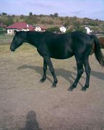 Pralinka