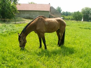 Čak